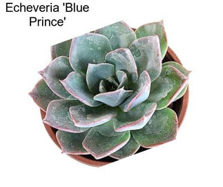Echeveria \'Blue Prince\'