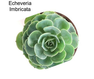 Echeveria Imbricata