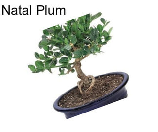 Natal Plum