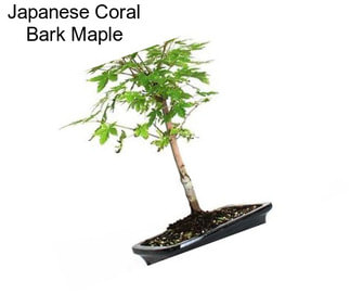 Japanese Coral Bark Maple