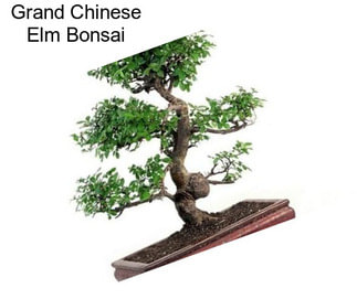 Grand Chinese Elm Bonsai