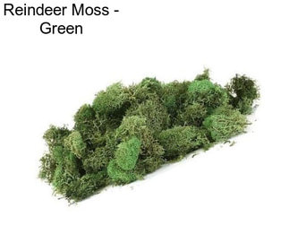 Reindeer Moss - Green