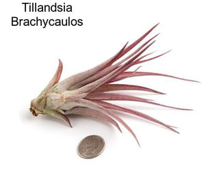 Tillandsia Brachycaulos