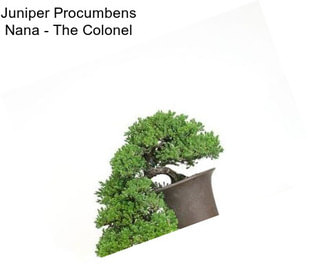 Juniper Procumbens Nana - The Colonel