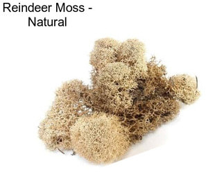 Reindeer Moss - Natural