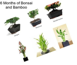 6 Months of Bonsai and Bamboo