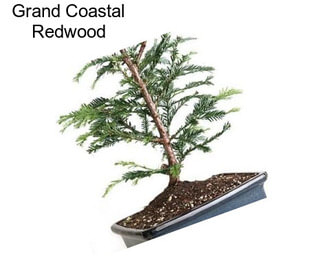 Grand Coastal Redwood