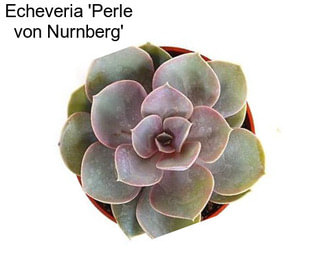 Echeveria \'Perle von Nurnberg\'