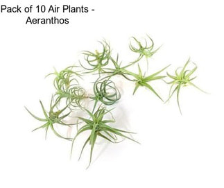 Pack of 10 Air Plants - Aeranthos
