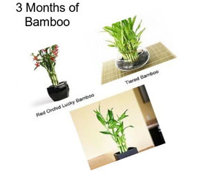 3 Months of Bamboo