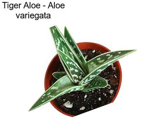 Tiger Aloe - Aloe variegata
