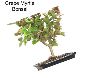 Crepe Myrtle Bonsai