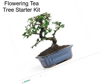 Flowering Tea Tree Starter Kit