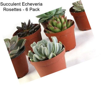 Succulent Echeveria Rosettes - 6 Pack
