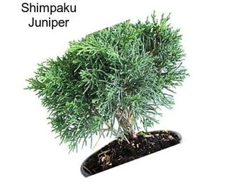 Shimpaku Juniper
