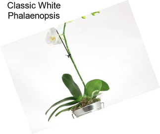 Classic White Phalaenopsis