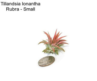 Tillandsia Ionantha Rubra - Small