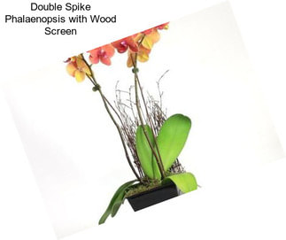 Double Spike Phalaenopsis with Wood Screen