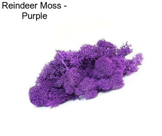 Reindeer Moss - Purple