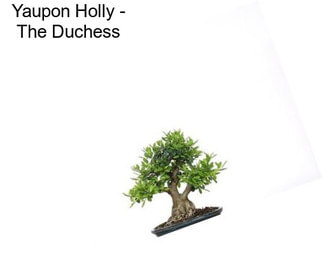 Yaupon Holly - The Duchess
