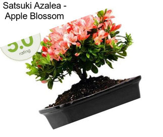 Satsuki Azalea - Apple Blossom