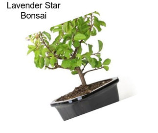 Lavender Star Bonsai
