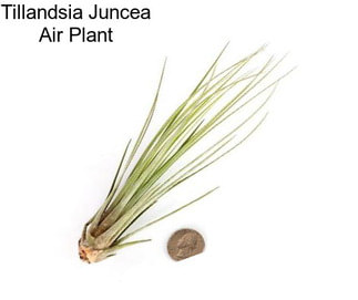 Tillandsia Juncea Air Plant