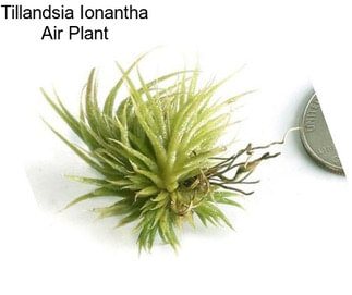 Tillandsia Ionantha Air Plant