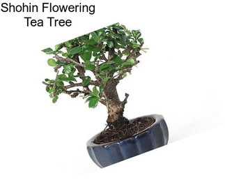 Shohin Flowering Tea Tree