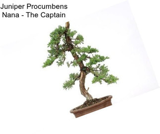 Juniper Procumbens Nana - The Captain