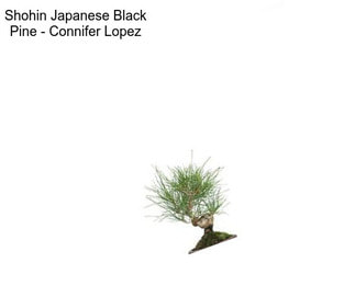Shohin Japanese Black Pine - \