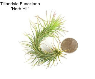 Tillandsia Funckiana \'Herb Hill\'