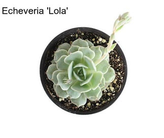 Echeveria \'Lola\'