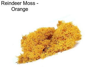 Reindeer Moss - Orange