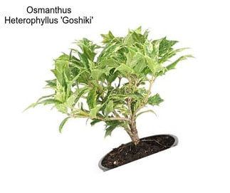 Osmanthus Heterophyllus \'Goshiki\'