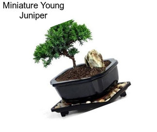Miniature Young Juniper