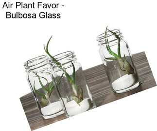 Air Plant Favor - Bulbosa Glass