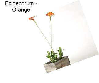 Epidendrum - Orange