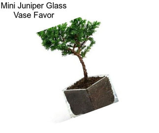Mini Juniper Glass Vase Favor