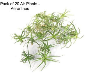 Pack of 20 Air Plants - Aeranthos