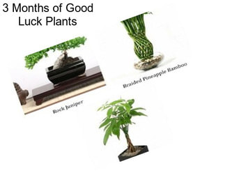 3 Months of Good Luck Plants