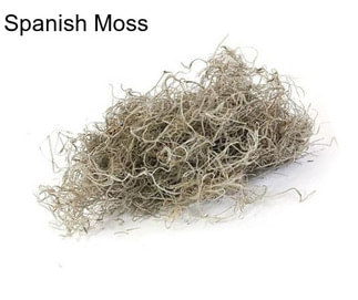 Spanish Moss