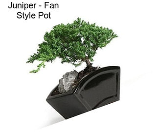 Juniper - Fan Style Pot