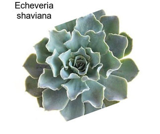 Echeveria shaviana