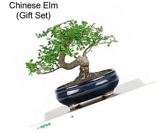 Chinese Elm (Gift Set)