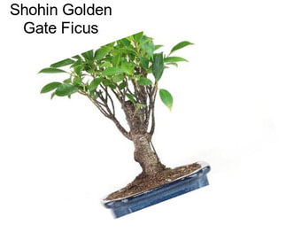 Shohin Golden Gate Ficus