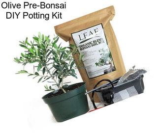 Olive Pre-Bonsai DIY Potting Kit