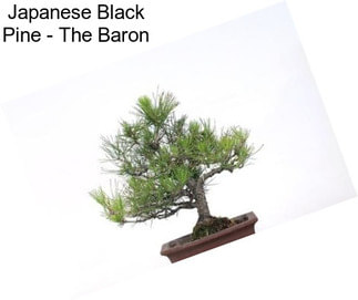 Japanese Black Pine - The Baron