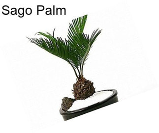 Sago Palm