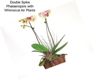 Double Spike Phalaenopsis with Whimsical Air Plants